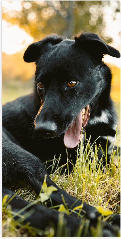 WallClassics - Poster (Mat) - Lachende Zwarte Hond - 50x100 cm Foto op Posterpapier met een Matte look