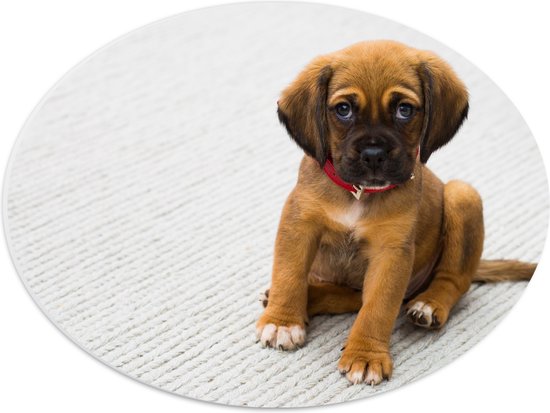 WallClassics - PVC Schuimplaat Ovaal - Schattig Klein Bruin Hondje - Puppy - 40x30 cm Foto op Ovaal  (Met Ophangsysteem)