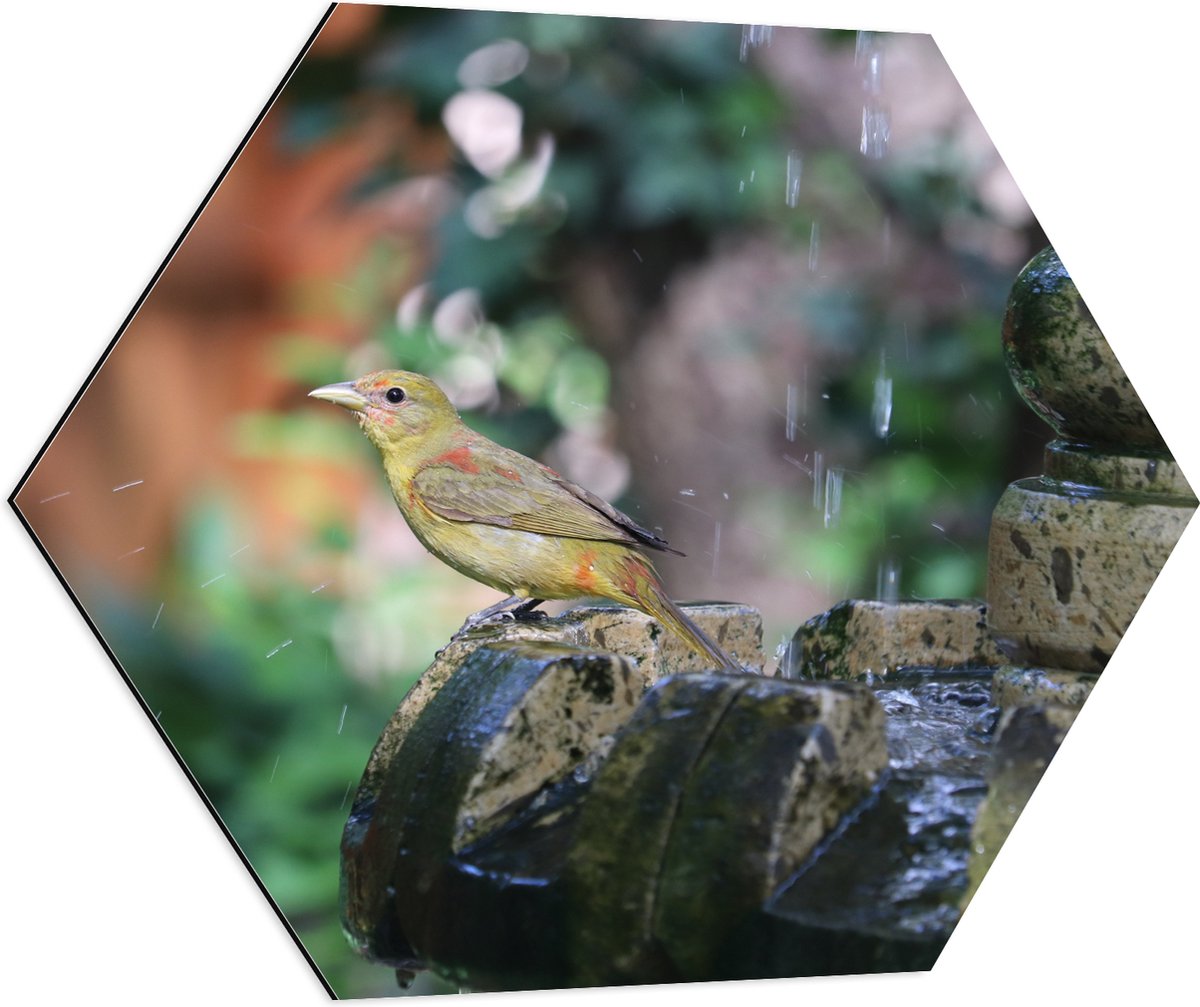 Dibond Hexagon - Gele Tangare Vogel bij een Fontein - 70x60.9 cm Foto op Hexagon (Met Opha
