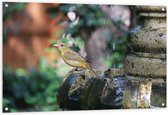 WallClassics - Tuinposter – Gele Tangare Vogel bij een Fontein - 120x80 cm Foto op Tuinposter  (wanddecoratie voor buiten en binnen)