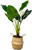 HEM Kunst Palm - Kunst Colocasia Taro Plant - Colocasia Taro Kunstplant 90 cm in zwarte pot - Kunstplant voor binnen - Grote Kunstplant