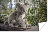 Poster Koala - Hout - Planten - Kids - Jongens - Meiden - 90x60 cm