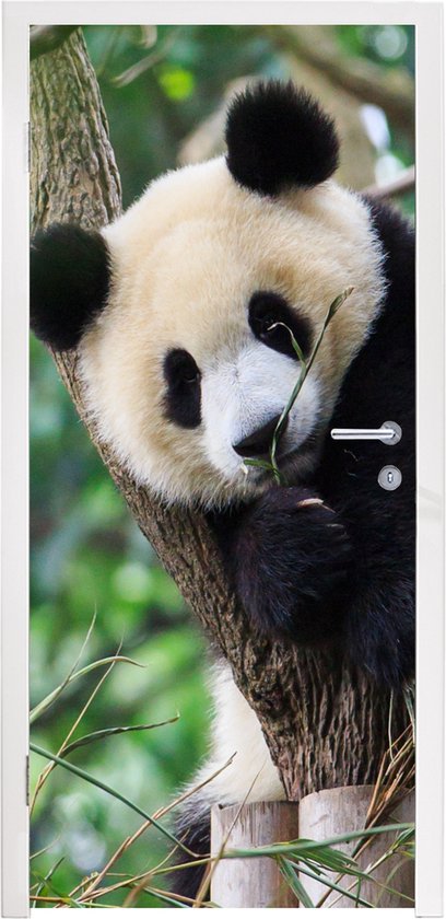 Deursticker Panda - Dieren - Jungle - Natuur - 80x205 cm - Deurposter - Cadeau meisje 7 jaar