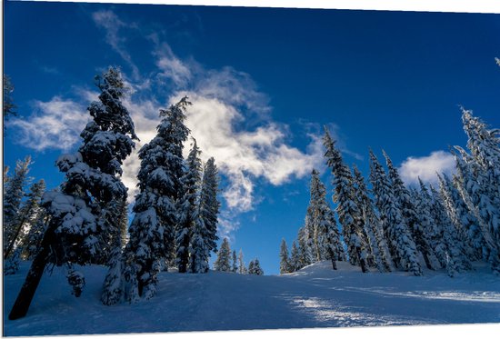WallClassics - Dibond - Hoge Smalle Bomen in de Sneeuw met Zon - 120x80 cm Foto op Aluminium (Met Ophangsysteem)