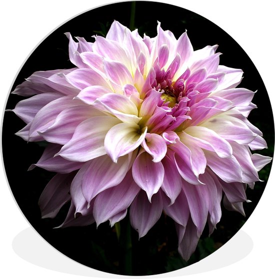 Dahlia sur fond noir feuille de plastique de cercle mural