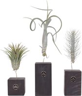 Plant in a Box - Tillandsia Burnt Wood Trio - 3 Mix Luchtplanten Echt - Decoratief Verbrand Hout - Hoogte 30-35cm