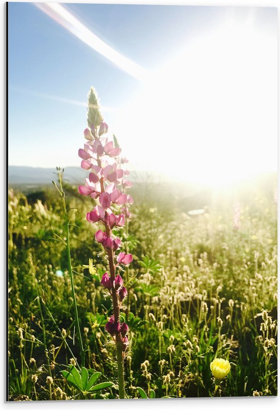 WallClassics - Dibond - Roze Bloementak bij Fel Zonlicht en Gras - 40x60 cm Foto op Aluminium (Met Ophangsysteem)