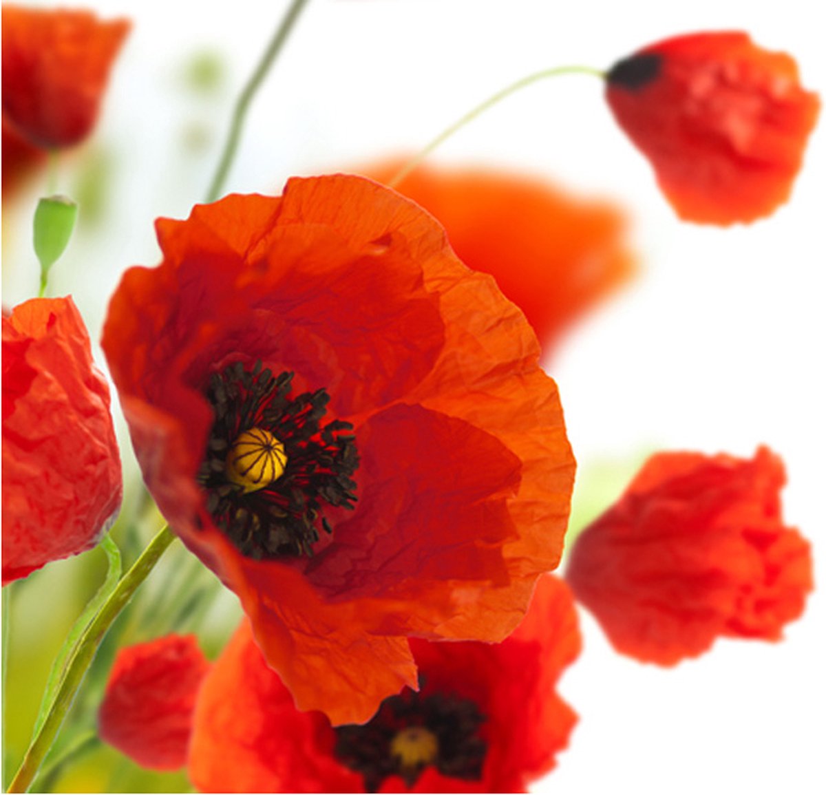 Fotobehang - Poppies on the wihite background.