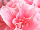 Fotobehang - Roze azalea bloemen.