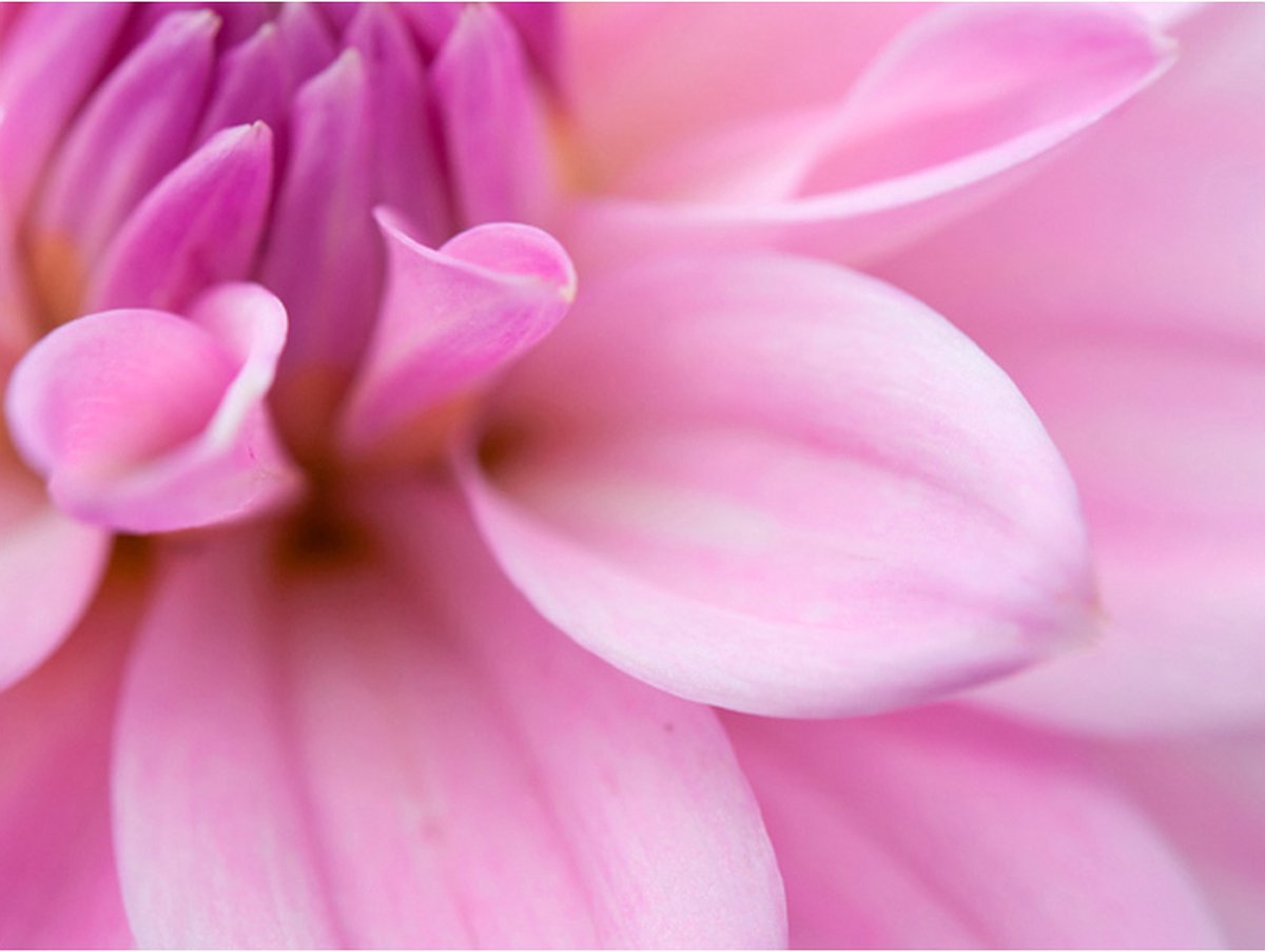 Fotobehang - Bloemblaadjes - dahlia.