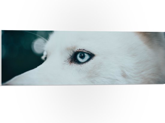 WallClassics - PVC Schuimplaat - Blauw Oog van een Witte Wolf - 90x30 cm Foto op PVC Schuimplaat (Met Ophangsysteem)