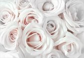Fotobehangkoning - Behang - Vliesbehang - Fotobehang - Satin Rose (Pink) - Roos - Betoverende Rozen - 350 x 245 cm