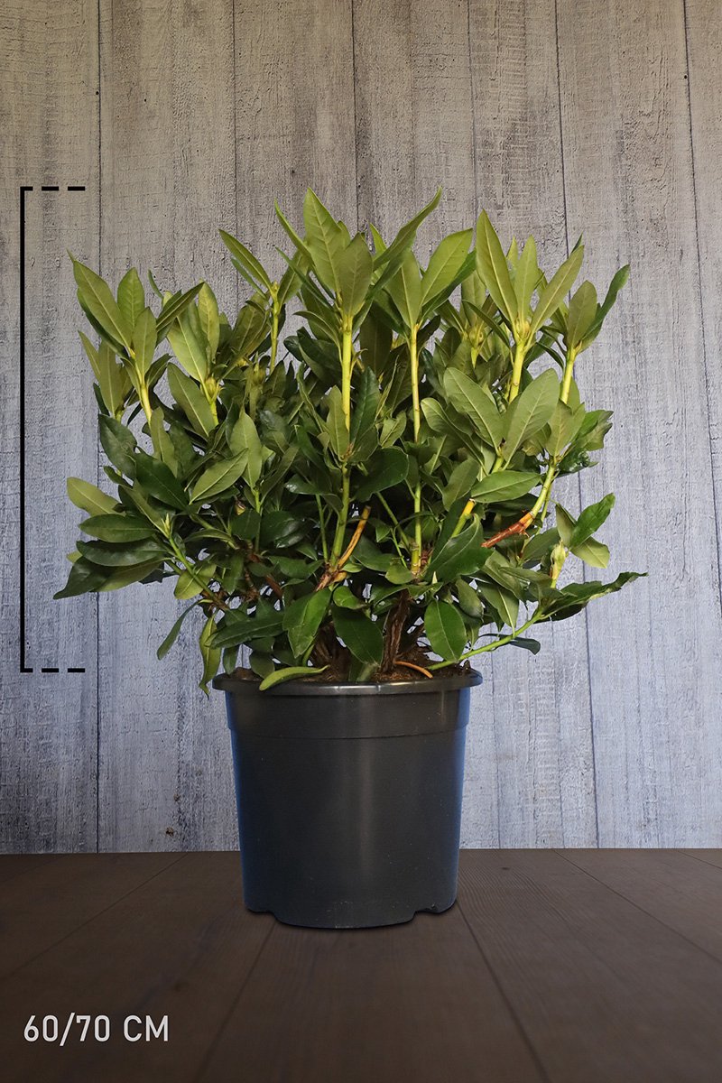 Plants Online - Haagplanten - Heesters - Rhododendron 'Cunninghams White' - Pot 60-70 cm - set van 10 - Bloeiende plant - Groeit breed uit - Wintergroen - Zeer winterhard