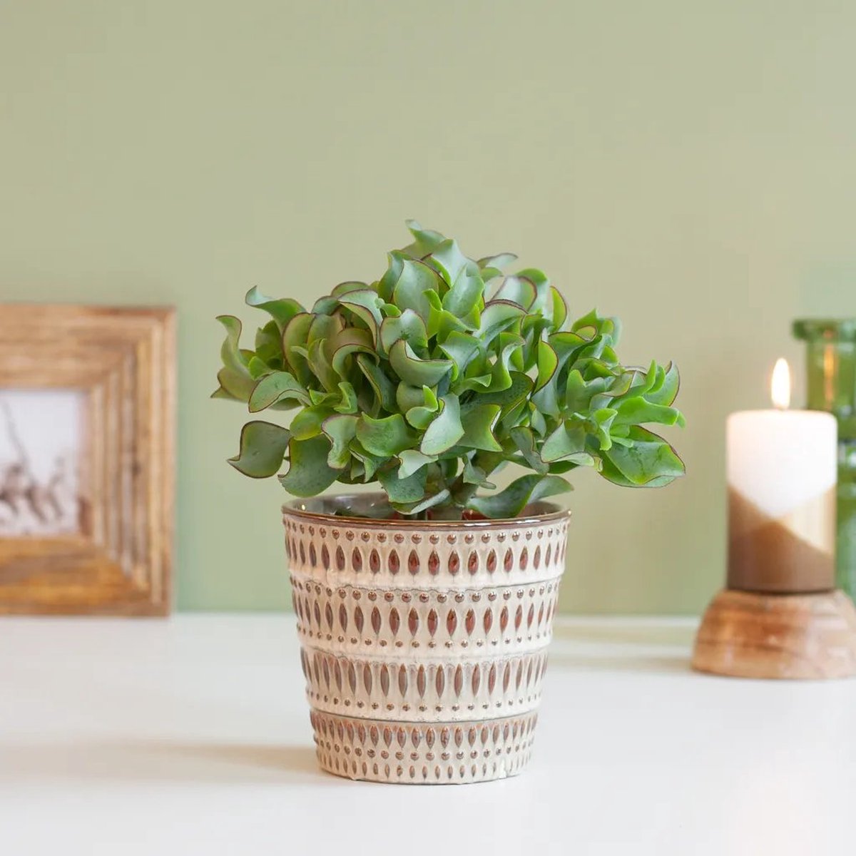 Crassula Curly Green - Jadeplant - P12 | bol.com