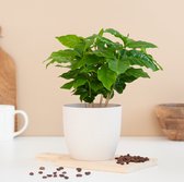 Plantje.nl - Koffieplant - Coffea Arabica - P12 - Woonkamerplanten