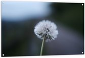 WallClassics - Poster de Jardin - Pissenlit sur Fond Flou - 120x80 cm Photo sur Poster de Jardin (décoration murale pour extérieur et intérieur)