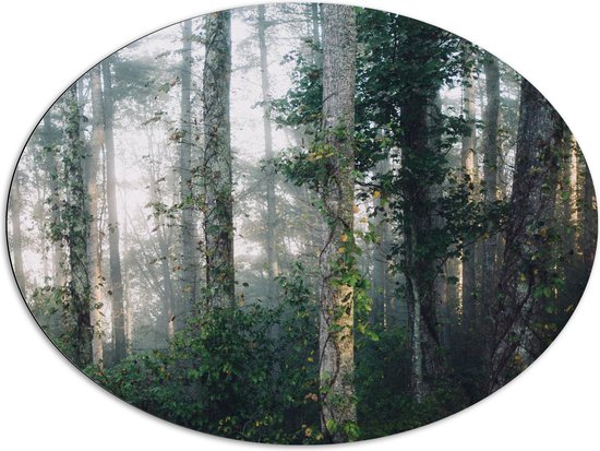 WallClassics - Dibond Ovaal - Mist tussen Bomen - 96x72 cm Foto op Ovaal (Met Ophangsysteem)