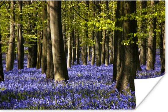 Poster Tussen de bomen liggen paarse bloemen van de sterhyacint - 60x40 cm