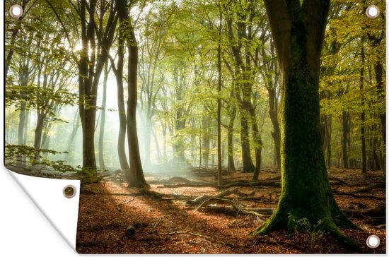 Tuinposter - Tuindoek - Tuinposters buiten - Bos - Zon - Seizoenen - Landschap - 120x80 cm - Tuin