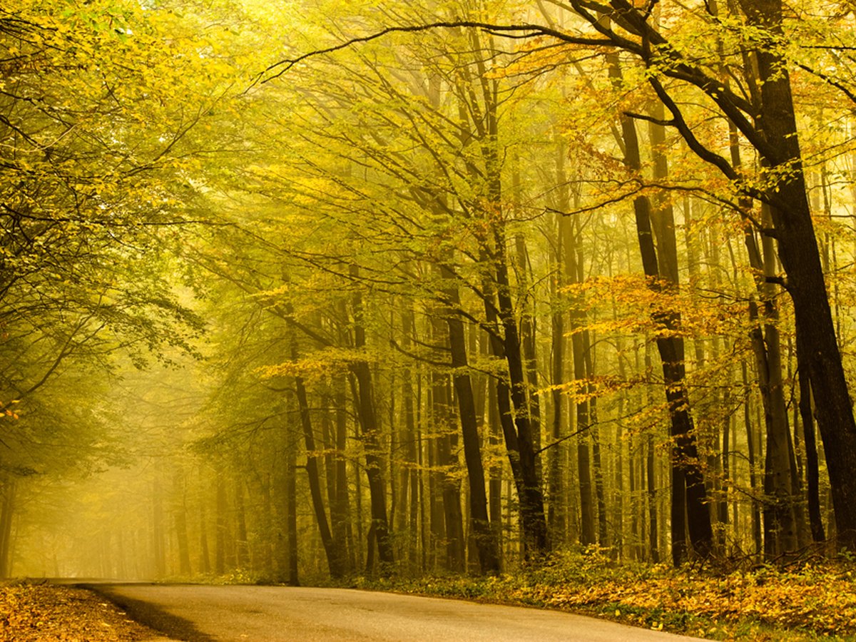 Fotobehang - Weg in de herfstbos.