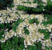 1 stuk(s) | Viburnum plicatum 'Mariesii' C4 30-40 cm