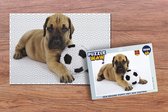Puzzel Een bruine puppy met een voetbal - Legpuzzel - Puzzel 1000 stukjes volwassenen