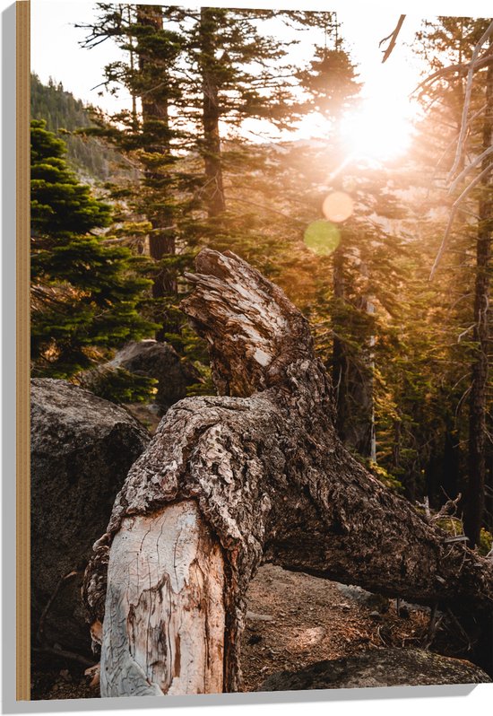 WallClassics - Bois - Grande Souche Tombée - 60x90 cm - 12 mm d'épaisseur - Photo sur Bois (Avec Système d'accrochage)