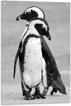 WallClassics - Poster de Jardin - Pingouins sur Glace Zwart - Wit - 60x90 cm Photo sur Poster de Jardin (décoration murale pour extérieur et intérieur)