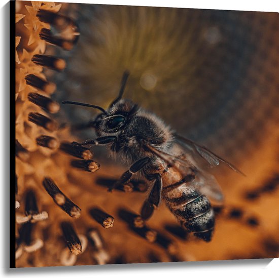 WallClassics - Canvas  - Close-up Honingbij op een Bloem - 100x100 cm Foto op Canvas Schilderij (Wanddecoratie op Canvas)