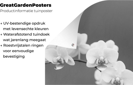 Décoration de jardin Orchidée - Fleurs - Plante - Wit - Violet - 40x60 cm - Poster jardin - Toile jardin - Poster extérieur