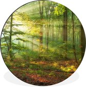 WallCircle - Wandcirkel - Muurcirkel - Zon - Bos - Bomen - Natuur - Herfst - Aluminium - Dibond - ⌀ 60 cm - Binnen en Buiten