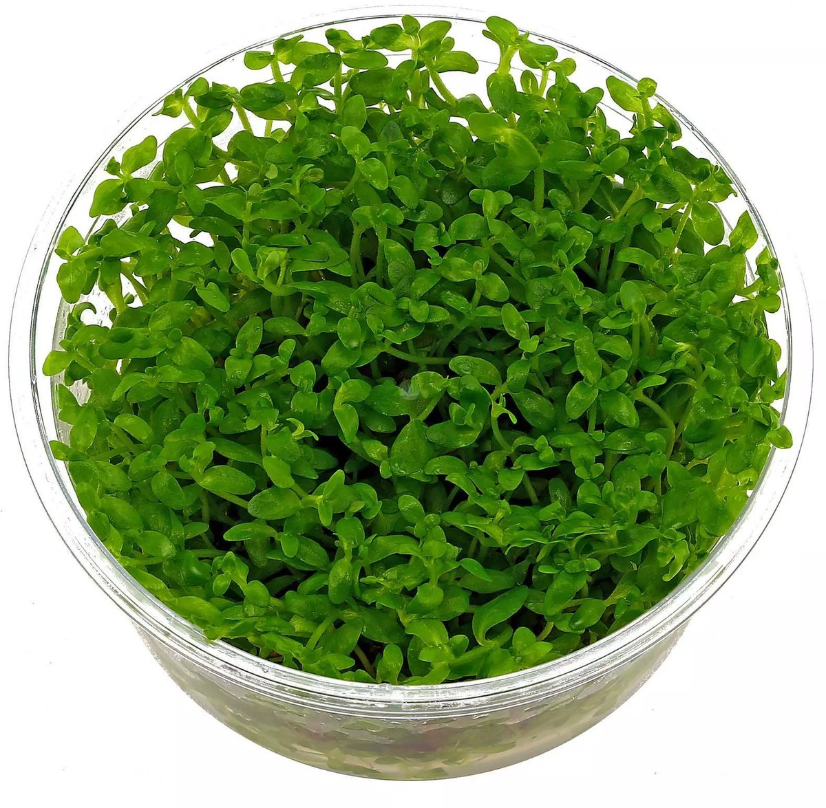 HS Aqua Bacopa Australis | In vitro cup
