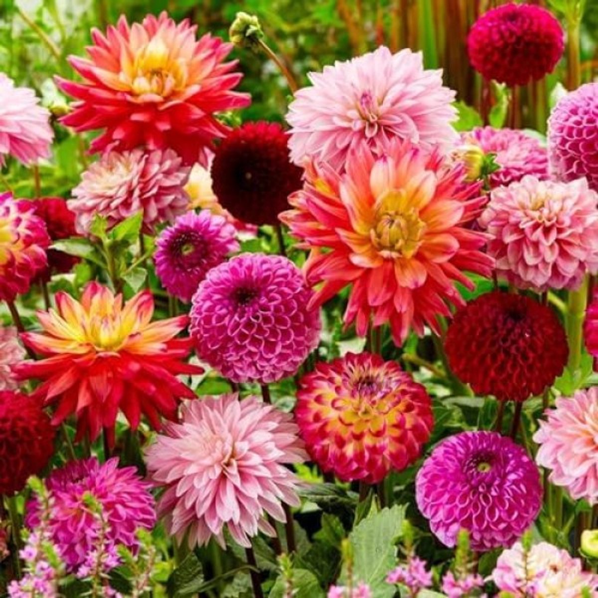 Dahlia Knollen Super Collectie - 10 Reusachtige Bloembollen Mix