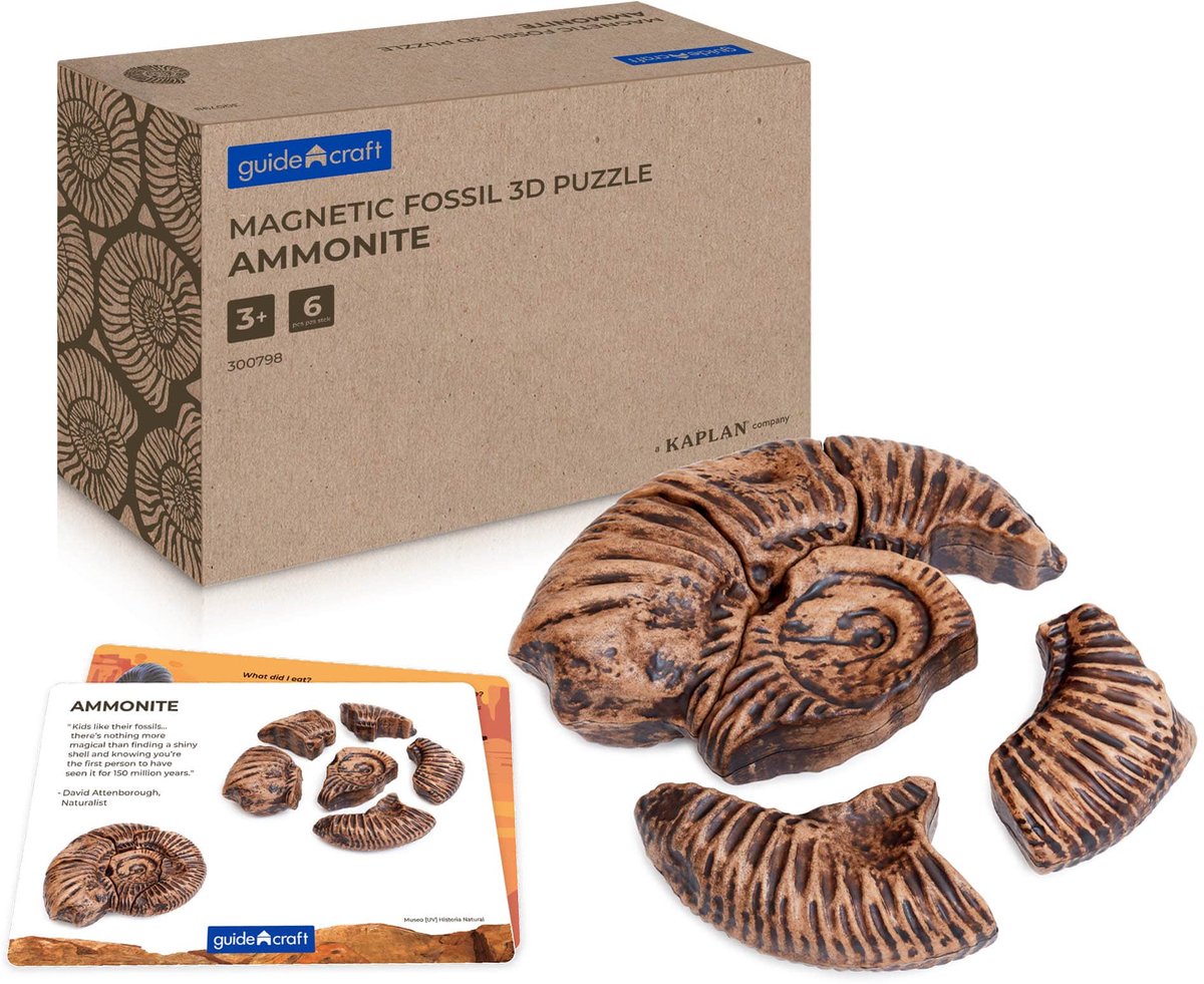 Guidecraft magnetische fossielen 3D puzzel ammoniet speelgoed.