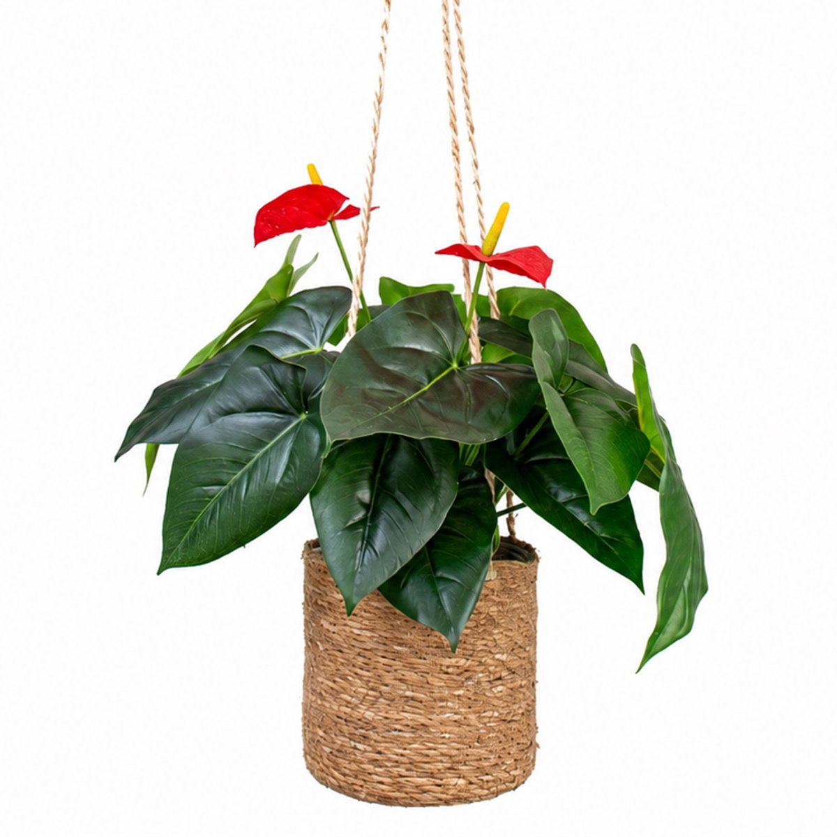 HTT Decorations Kunstplant Anthurium in hangmand naturel L100cm