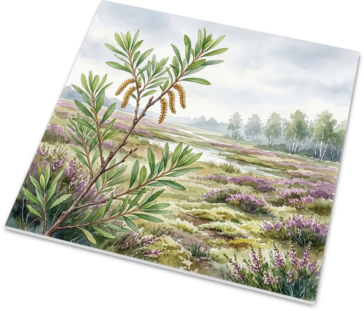 Tegeltje met wandhanger - Wilde gagel (Myrica gale) in Nederlands heidelandschap aquarel i