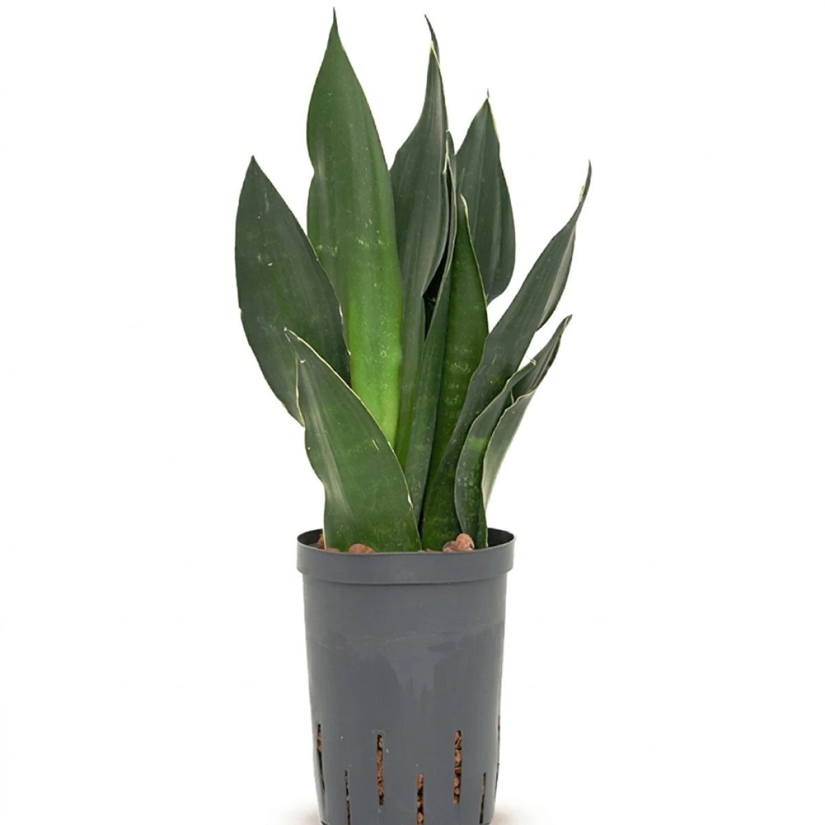 Hydroplant Sansevieria Trifasciata Black Diamond