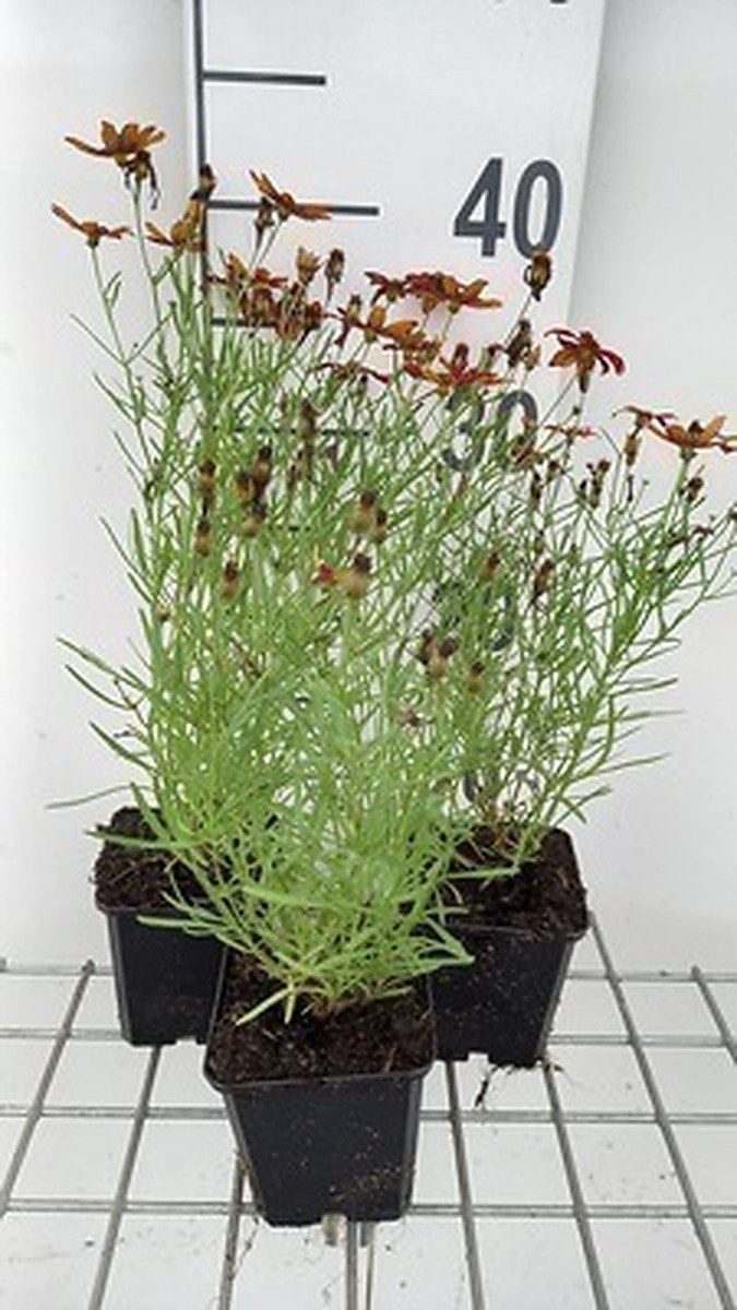 6x Meisjesogen - Coreopsis vert. 'Ladybird' | 9x9 cm pot