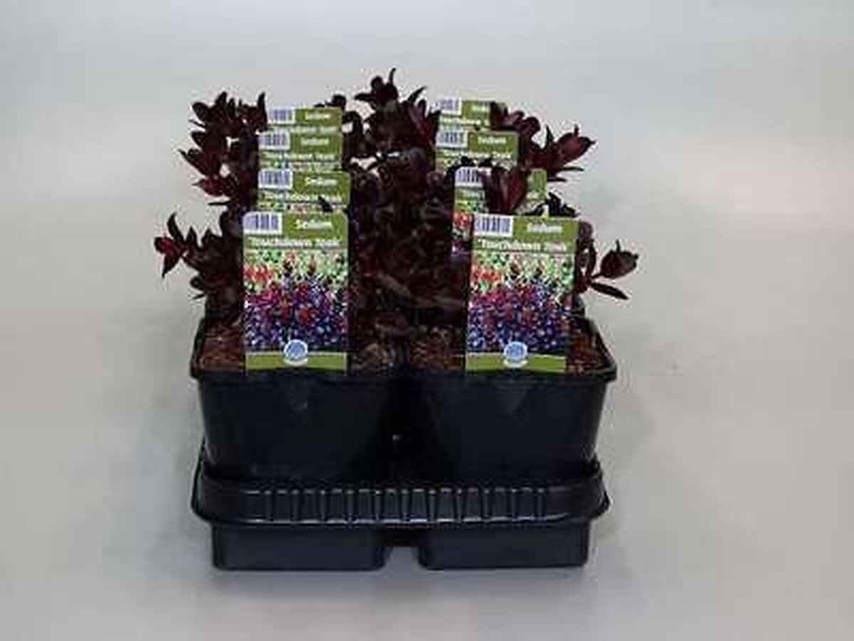 6x Sedum - Sedum tel. 'Touchdown Teak'® | 9x9 cm pot