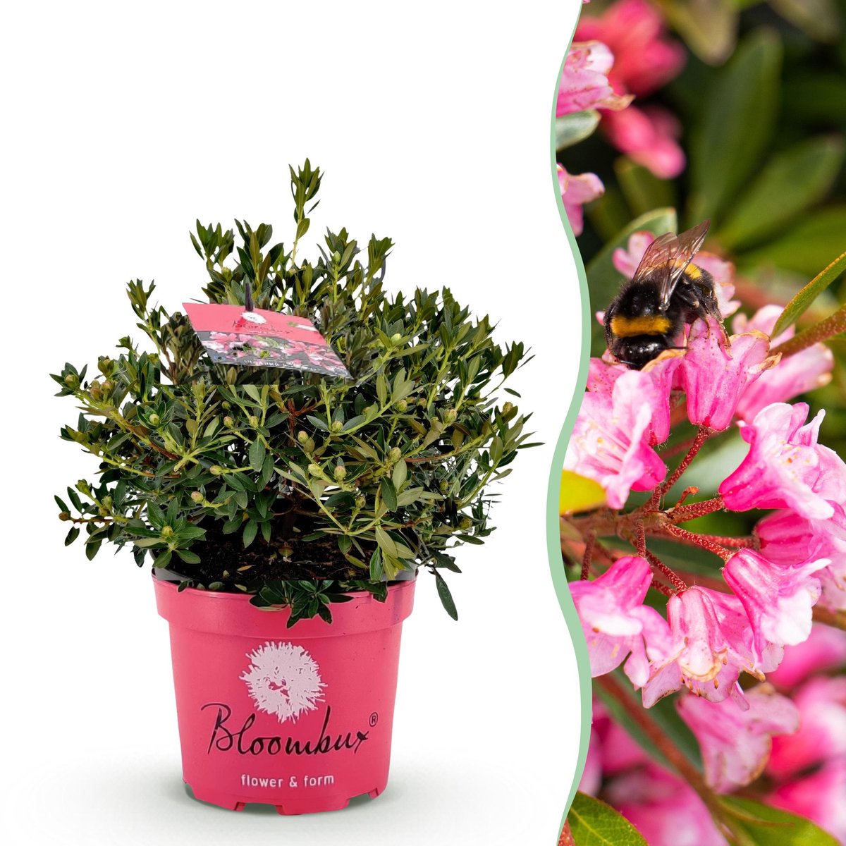 Plantenboetiek.nl | Dwerg Rhododendron - Rhododendron Bloombux Magenta - Bloeiende Buxus - Weinig Onderhoud - Roze Bloem - Ø23cm - 45-55cm hoog - Tuinplant