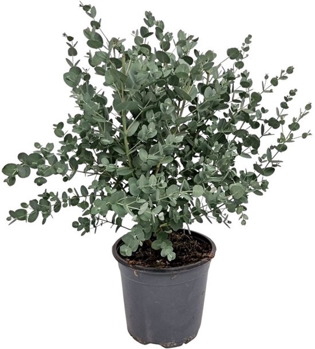 JUNAVERA Eucalyptus gunnii (zilver eucalyptus) | 35 cm hoog | In 14 cm pot | Geurige kuipplant voor tuin en terras