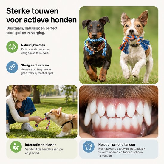Twee honden rennen met touwen in hun bek, meisje speelt met Corgi, close-up van gezonde honden tanden.