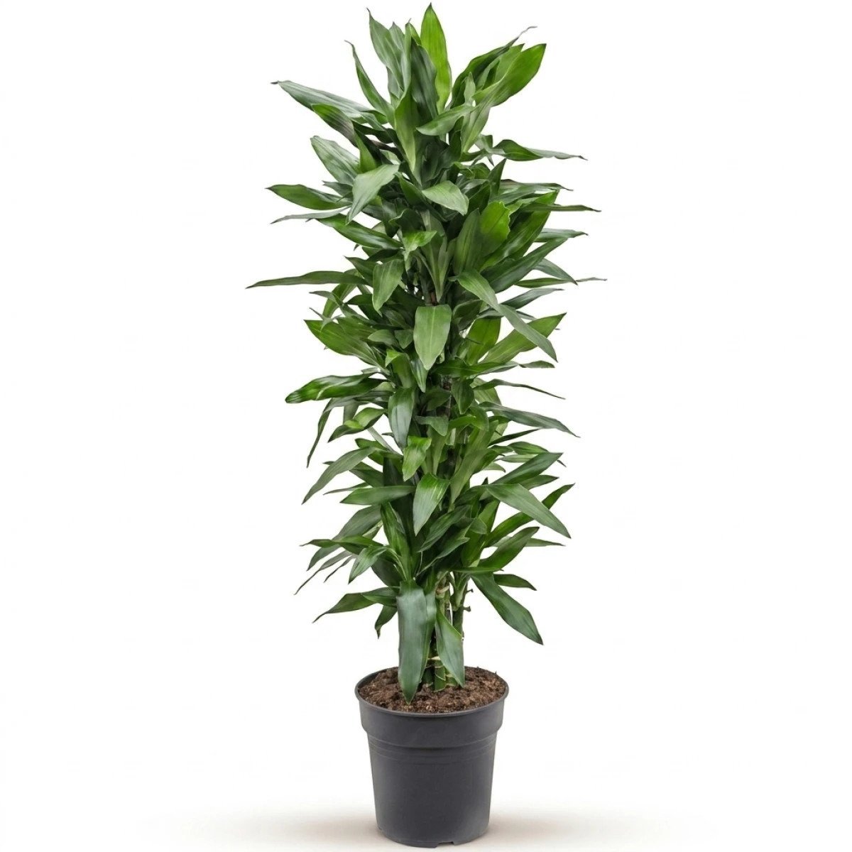 Dracaena janet lind XXL kamerplant
