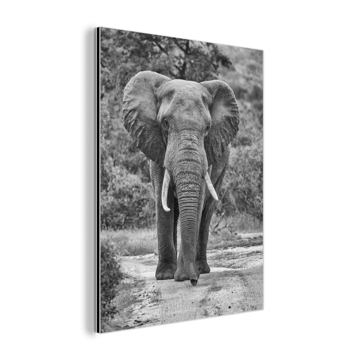 Aluminium schilderij 120x160 cm - Wanddecoratie metaal - Olifant zwart-wit gecentreerd - M