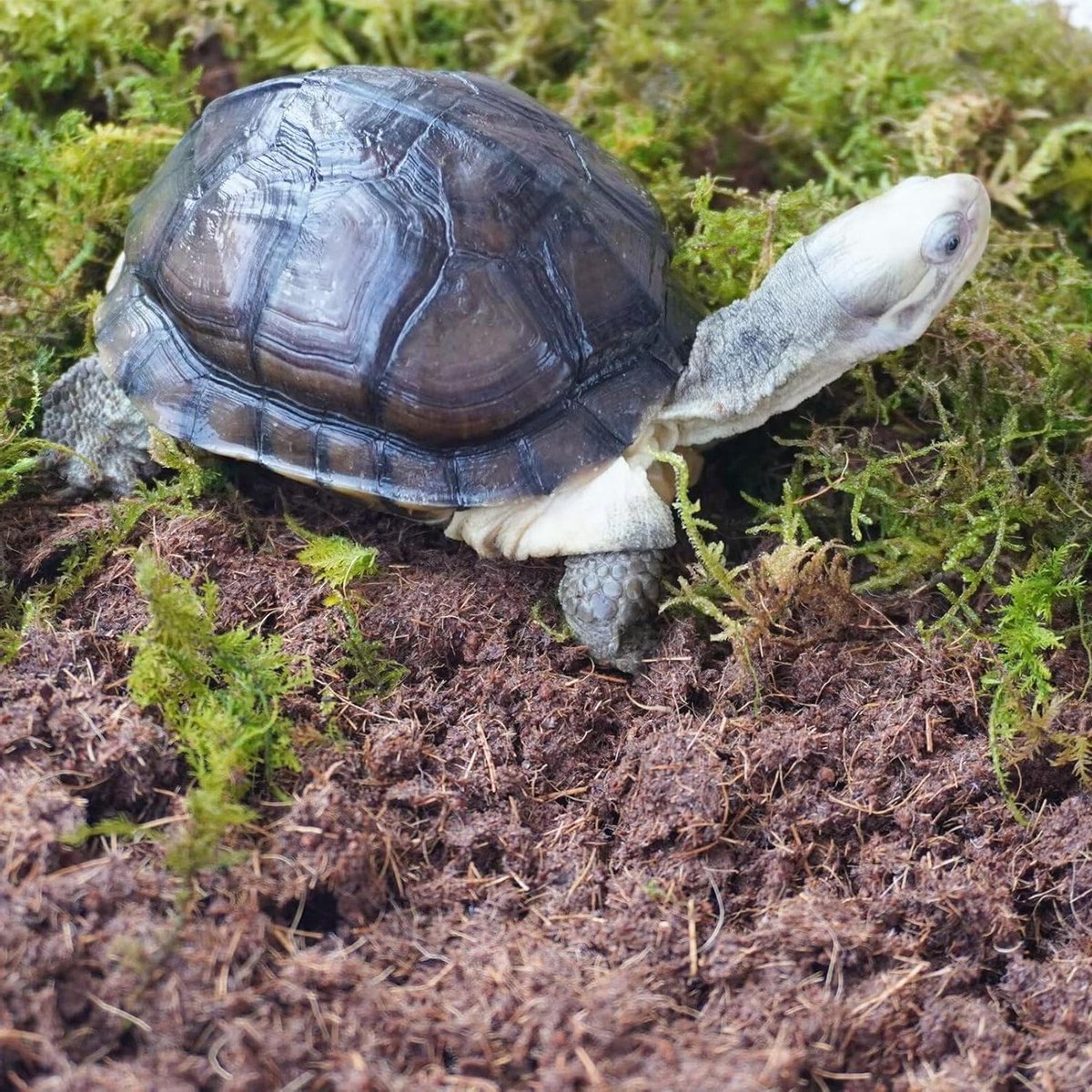 Tortoise Accessoires Kit - Reptielen Bodembedekking - Terrarium Inrichten - Natuurlijk Vochtvasthoudend - 3 stuks - Bruin