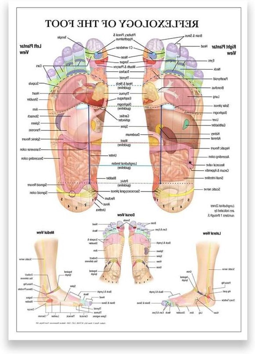 Voetreflexologie Diagram Poster - Acupunctuur Kaart Anatomie - Medisch Onderwijs - Waterdicht Canvas - 30 x 40 cm - Kleurrijk