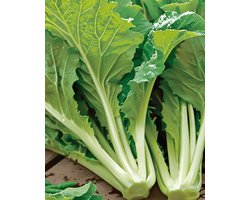 Mosterdkool Zaden Amsoi Brassica Juncea Eenjarig