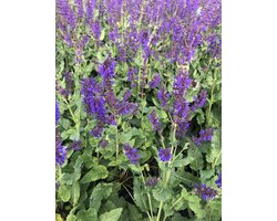 6x Kranssalie - Salvia nem. Viola Klose' | 9x9 cm pot