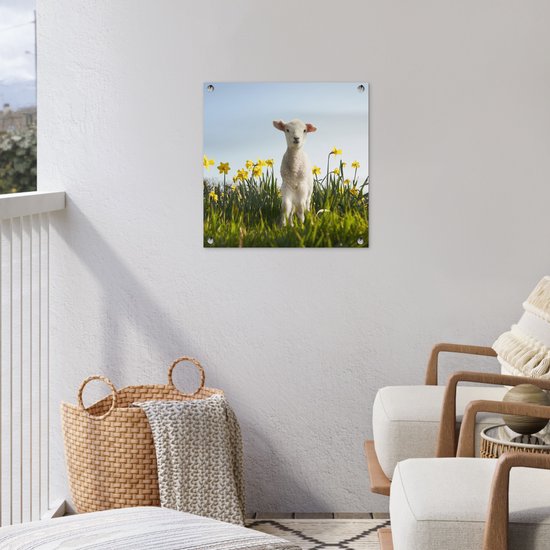 Posters de Posters de jardin Agneau parmi les fleurs jaunes - 50x50 cm