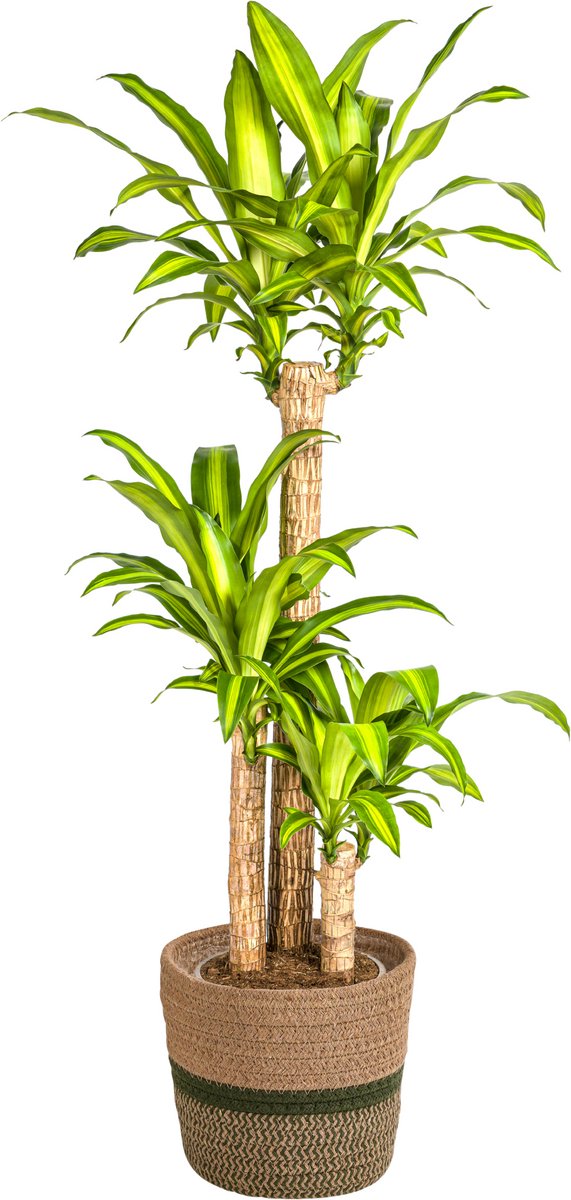 Dracaena Fragrans Massangeana – 130-150cm hoge Drakenplant met mand ⌀24cm